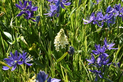 Toxicoscordion venenosum