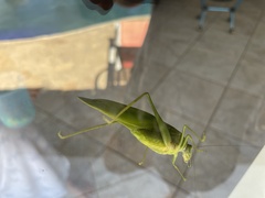 Philophyllia guttulata