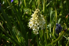 Toxicoscordion venenosum