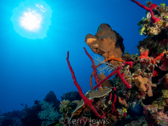 Amphimedon compressa