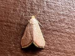 Pyrausta inornatalis
