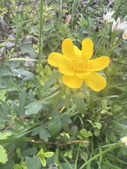 Ranunculus macranthus