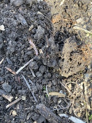 Lithobius forficatus