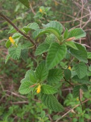 Turnera odorata