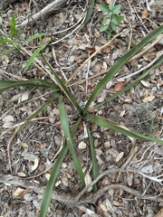 Yucca rupicola