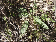 Salvia verbenaca
