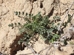 Astragalus incanus