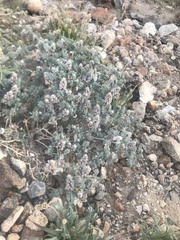 Dalea mollissima