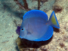Blue Tang photo 4
