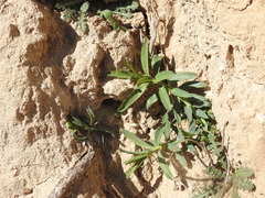 Euphorbia serrata