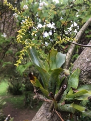 Catopsis sessiliflora