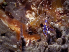 Ancylomenes pedersoni