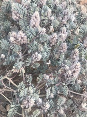 Dalea mollissima