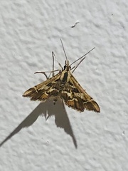Diasemia grammalis