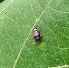 Oedionychina