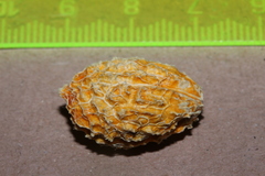 Pleurisanthes artocarpi