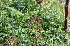 Lomatium dissectum