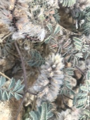 Dalea mollissima