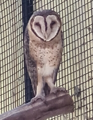 Tyto novaehollandiae