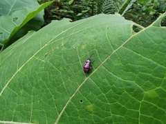 Oedionychina