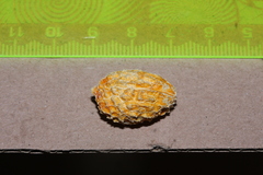 Pleurisanthes artocarpi