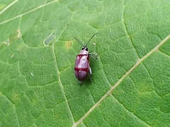 Oedionychina