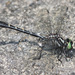 Mustached Clubtail - Photo (c) Diana-Terry Hibbitts, some rights reserved (CC BY-NC), uploaded by Diana-Terry Hibbitts