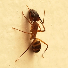 Camponotus zonatus