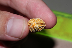Pleurisanthes artocarpi