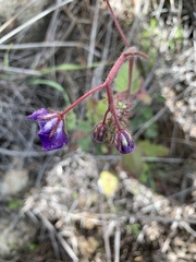 Phacelia parryi