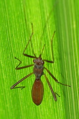 Phaenacantha