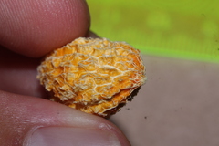 Pleurisanthes artocarpi