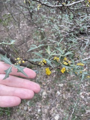Berberis trifoliolata