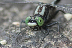 Hylogomphus adelphus