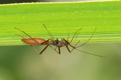 Phaenacantha