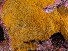 Clathria curacaoensis