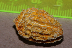 Pleurisanthes artocarpi