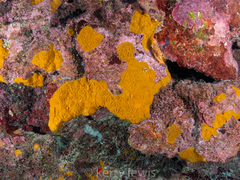 Clathria curacaoensis
