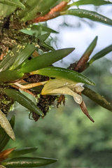 Maxillaria uncata