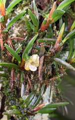 Maxillaria uncata