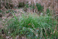 Carex cherokeensis