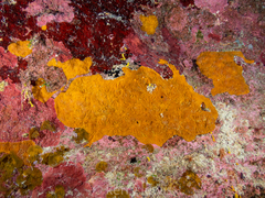 Clathria curacaoensis