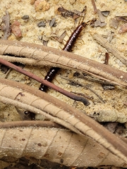 Myriapoda