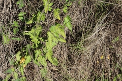 Convolvulus