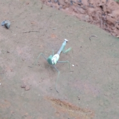 Stagmatoptera