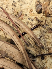Myriapoda