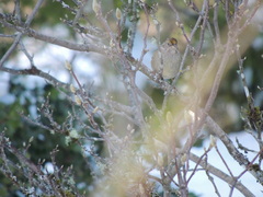 Zonotrichia atricapilla
