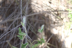 Convolvulus
