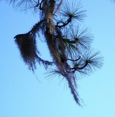 Tillandsia usneoides