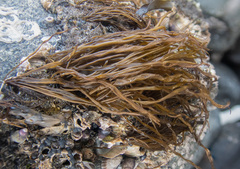 Melanosiphon intestinalis